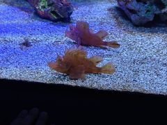 -上海海洋水族馆