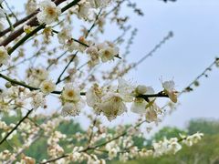 -广东中医药博物馆