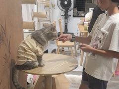 -楼上猫咖(罗湖店)