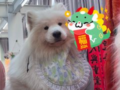 -星多哈·狗咖·拼豆·咖啡