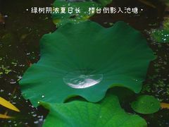 -陈家山荷花公园