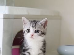 -lincat·猫舍(广州店)