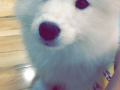 -翊宠yipet猫狗购宠庄园犬舍•猫舍