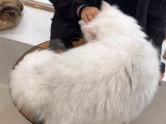-共舞时光猫咖·狗咖(新街口店)