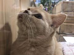 -屋虎猫馆(宝安大仟里店)