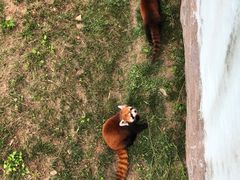 -青岛森林野生动物世界