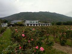 -亚龙湾国际玫瑰谷