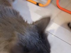 -平行世界·猫咖(首经贸店)