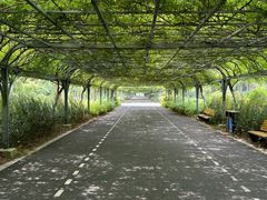 -东平国家森林公园