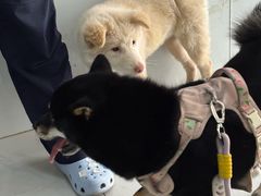 -乖乖宠物医院·猫科·急重症中心(车站北路分院)