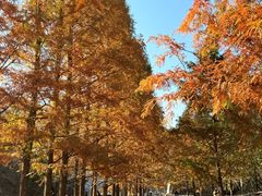-白水寺森林公园