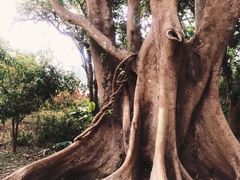 -中国科学院西双版纳热带植物园