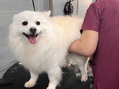 -宠福鑫康馨动物医院·骨科·眼科