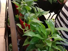 -CoCo都可(吾悦店)