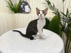 -山宅一喵德文卷毛猫舍