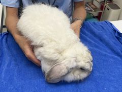 -立德异宠动物医院.兔鸟爬.内窥镜(天河店)