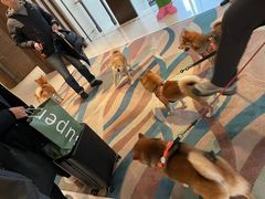 -上海崇明金茂凯悦酒店