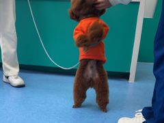 -博特宠物医院24h犬猫全科.骨科·异宠