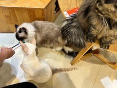 -藏猫猫咖啡主题馆(中央大道店)