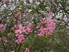 -天适樱花悠乐园