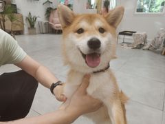 -CHEZ JASMINE 茉莉的氧气厨房