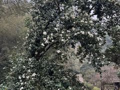 -常德桃花源景区