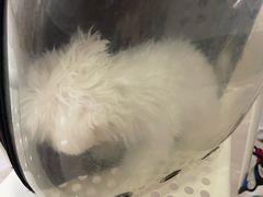 -瑞鹏宠物医院·骨科·猫科·内科(第一中心)