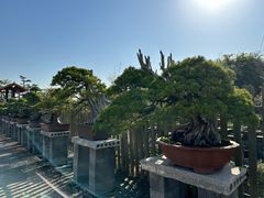 -龙大花卉苗木市场