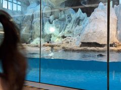 -帝企鹅自助餐厅•儿童岛•真企鹅(长隆企鹅酒店)