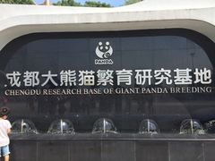 景点-成都大熊猫繁育研究基地