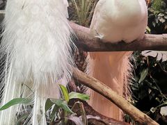 -正佳雨林生态植物园