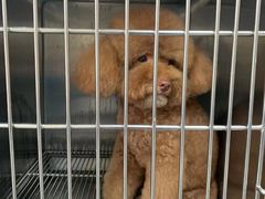 -安安宠医·安宠宠物医院