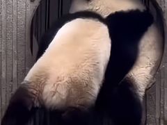-卧龙中华大熊猫苑神树坪基地