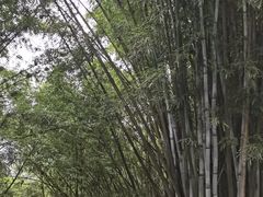 -黄埔油麻山森林公园
