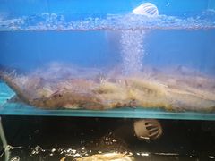 -苏格里岛自助烤肉海鲜火锅(成都金牛万达店)
