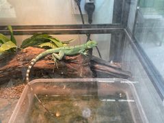 -青石桥花鸟鱼虫市场(叠翠城店)