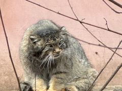 -青藏高原野生动物园