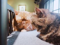 -more than meow吴止猫主题餐厅(承德 中船汇店)