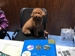 -顺强宠物诊所·狂犬免疫·夜诊·骨科(嘉定店)