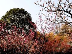 -无锡梅园公园