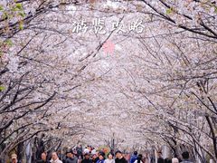 -高东镇樱花园