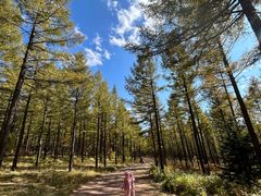 -塞罕坝国家级自然保护区