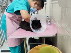 -北京观赏动物医院·24小时大型综合·猫专科·异宠专科