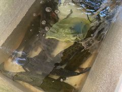 -金三可市井水煮鱼(金碧园店)