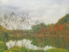 -王借岗森林公园