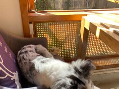 -YLK云南小粒咖啡·云里咖(二号店)