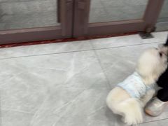 -瑞鹏宠物医院·超声·骨科·奇麟分院(蜀都万达店)