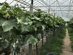 -马陆小张葡萄园农家乐