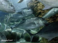 -大连圣亚海洋世界