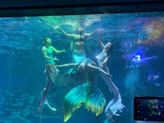 -海合安成都极地海洋公园